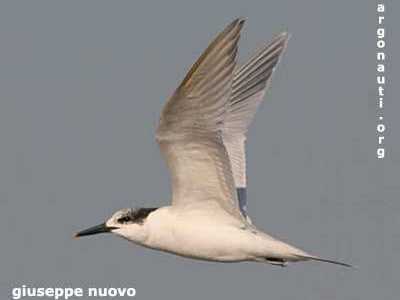 Beccapesci